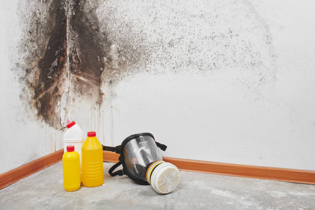 Best Certified Mold Removal  in Luling, TX