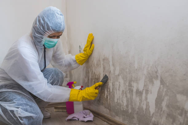 Attic Mold Removal in Luling, TX
