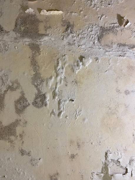 Mold Removal and Inspection in Luling, TX