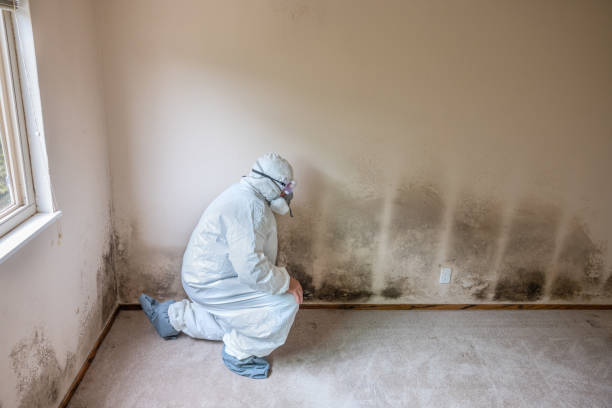 Best Local Mold Removal Service  in Luling, TX