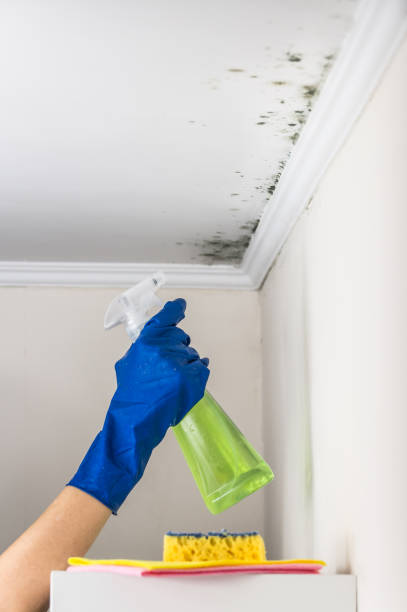 Best Commercial Mold Removal  in Luling, TX